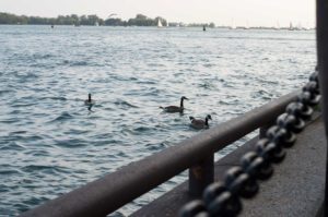 alt text geese